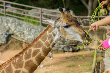 Feeding Giraffeの写真素材