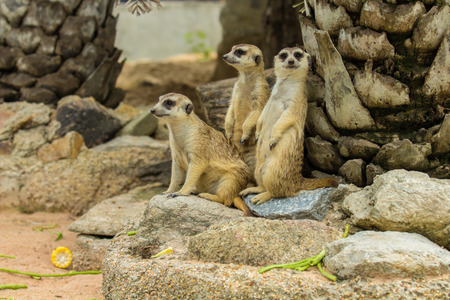 Family of Slender-Tailed Meerkats Suricata suricatta in zoo.の写真素材