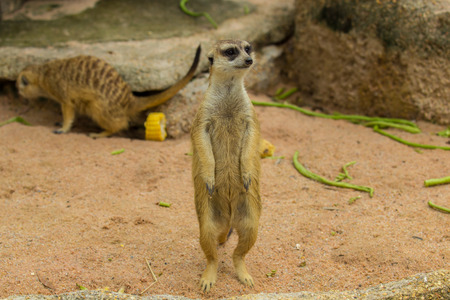 Slender-Tailed Meerkats Suricata suricatta in zoo.の写真素材