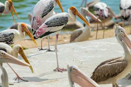 Kabbaw bird in zoo.の写真素材