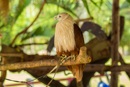 Brahminy Kite. Red-backed Sea Eagleの写真素材