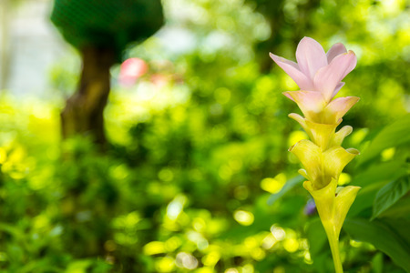 Chiangmai Pink Flower in the Garden.の写真素材