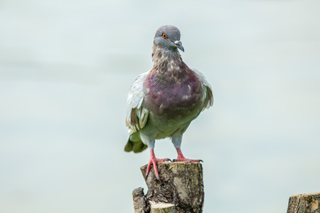 Pigeon bird on the stump with water on the background.の写真素材