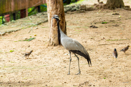 Beautiful long leg Bird in Zoo.の写真素材