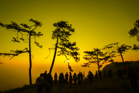 Silhouette shot of pine tree and traveler on sunrise morning at Phu Kradueng National Park, Thailand.の写真素材