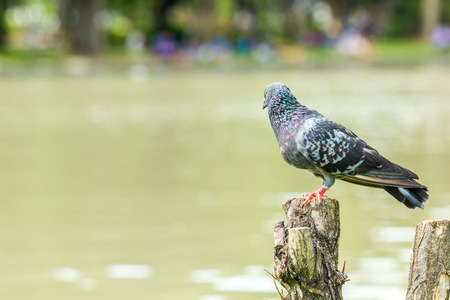 Pigeon bird on the stump with water on the background.の写真素材