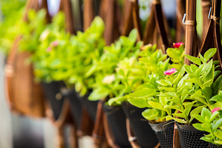 Hanging Flower Handcraft Pots with fence.の写真素材