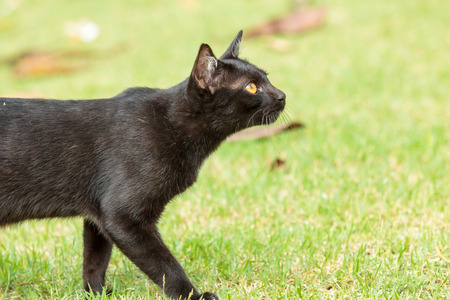 Black cat walking on the green grass.の写真素材