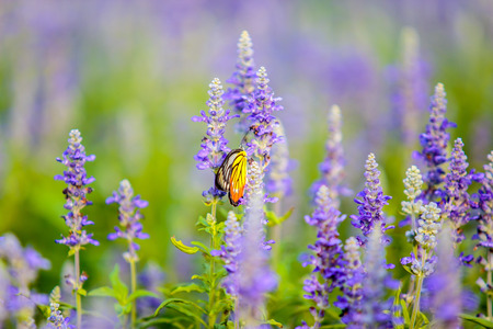 Butterfly on Lavender Flowers field in the garden.