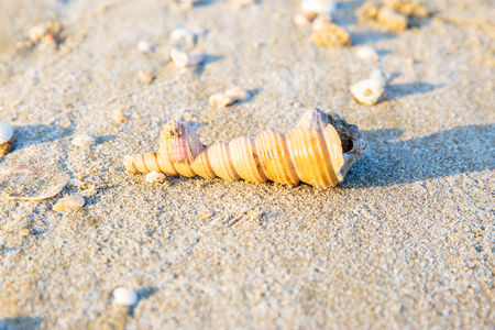 Shells or Conch on sea beach in the morning.