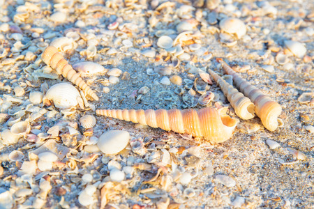 Shells or Conch on sand beach in the morning.