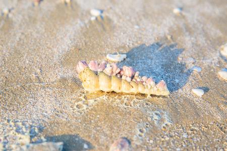 Shells or Conch on sand beach in the morning.