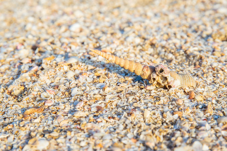 Shells or Conch on sand beach in the morning.
