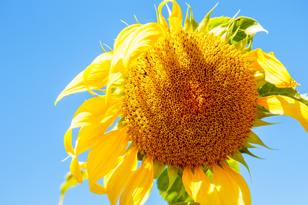Sunflowerの写真素材