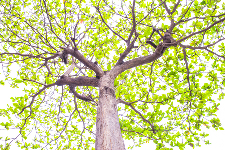 Malabar tree with green leaf in autumn season.
