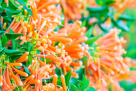 Orange flower with sunshine on the morning.の写真素材