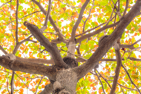 Malabar tree with colorful leaf in autumn season.の写真素材