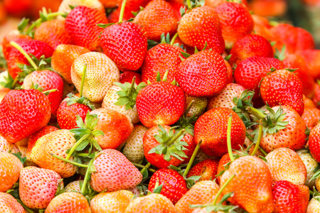 Many of fresh strawberries.の写真素材