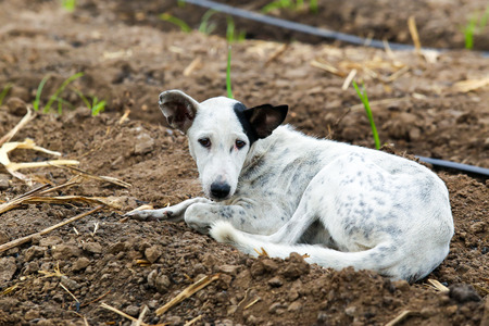 Lonely dog at farm.の写真素材