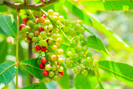 Small pollen or fruit of tree.の写真素材