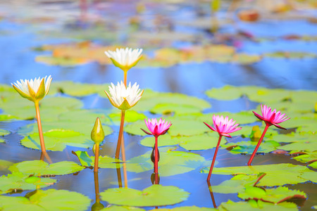 Colorful blooming pink water lily or lotus flower.の写真素材