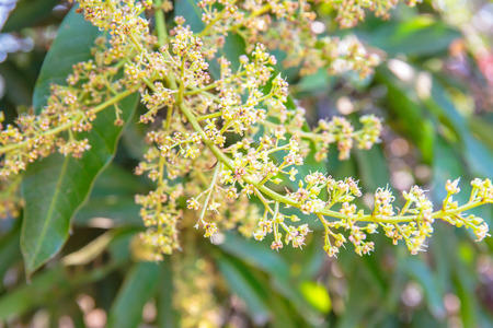 mango flowerの写真素材