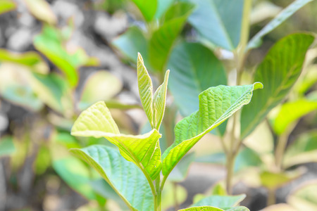 top leaf of guava tree.の写真素材