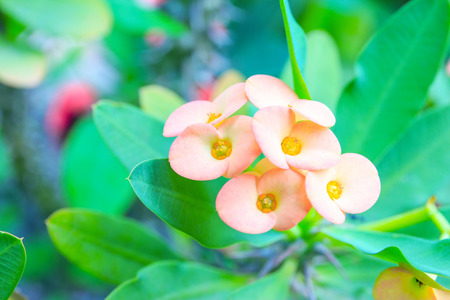 Pink Poi Sian flowers or Pink Christ Thorn flowers in pot.の写真素材