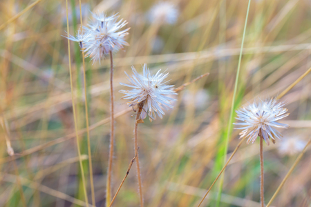 Grass flower field.の写真素材