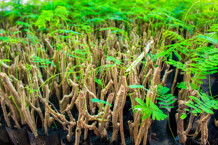 Chaom treeの写真素材