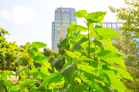 Green leaf with skyscraper on the background.の写真素材