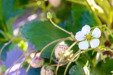 White flower of strawberries in farm or plantation.の写真素材
