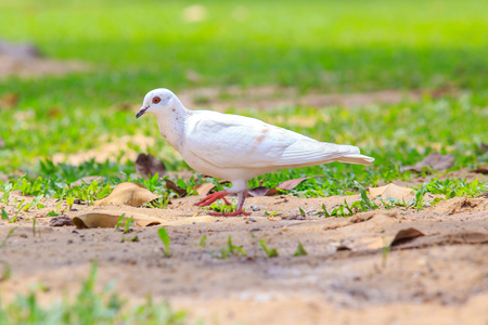 Beautiful white pigeon is walking on the green grass or sand ground.の写真素材