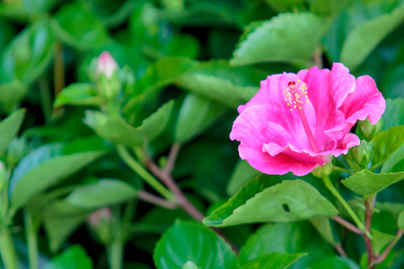 Red hibiscus flower, china rose or chaba flower, hibiscus rosa.の写真素材