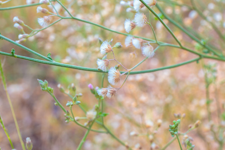 white grass flower field