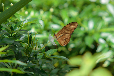 butterfly on white flowerの写真素材