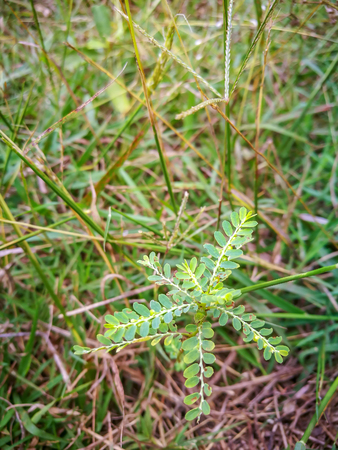 small plant growing from seed in the green grass.