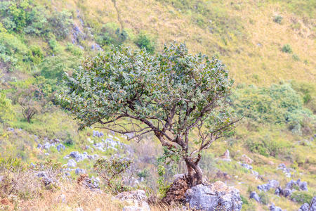 Alone small tree on the rock of hill or mountain.の写真素材