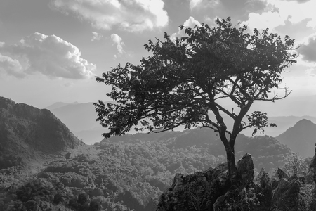 Black and White image of Alone small tree on the rock of hill or mountain with blue sky and cloud on the background.の写真素材