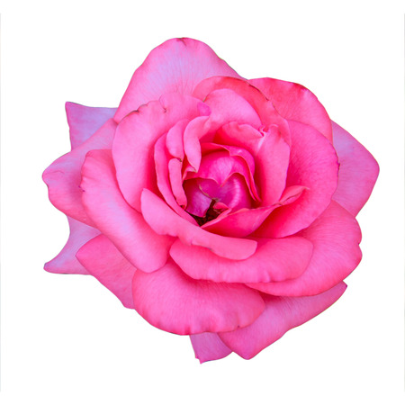 Pink rose isolated on white backgroundの写真素材