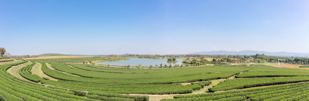 Chiangrai, Thailand. - February 25, 2017 : Landscape panorama of Tea Plantation in Singha Park Chiang Rai, Thailandのeditorial素材