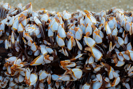 goose barnacles barnacle on the wooden branch at sea beach.