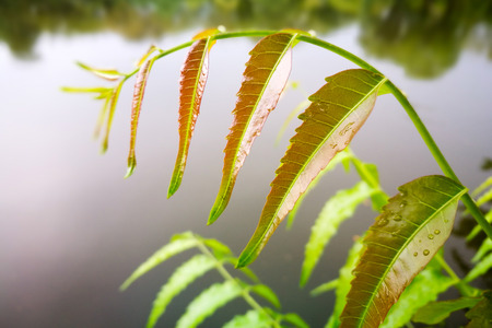 Water drops of rain on green leaf after raining.の写真素材