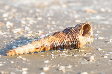 conch shell on the sea beach.