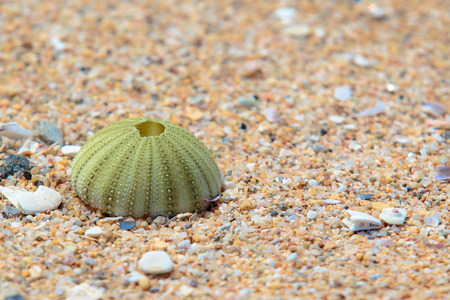 broken Shells Conch or reef on sea beach