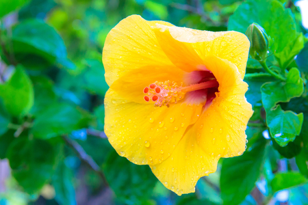Yellow chaba flower with rain water after raining.の写真素材