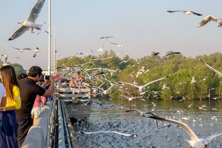 Samut Prakan, Thailand. - December 23, 2017 : People or traveller come to see seagull bird flying on sea at Bang poo, Samut Prakan, Thailand.のeditorial素材