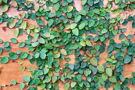 Green ivy plant on the old wooden plank.の写真素材