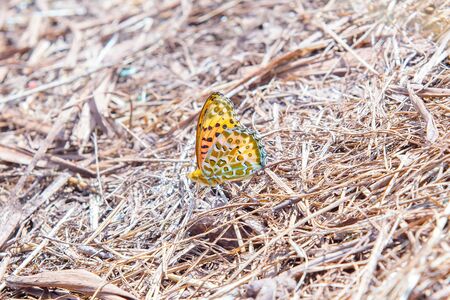 Small beautiful colorful yellow butterfly on the dry grass.の写真素材