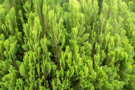 Green leaf of pine tree background.の写真素材